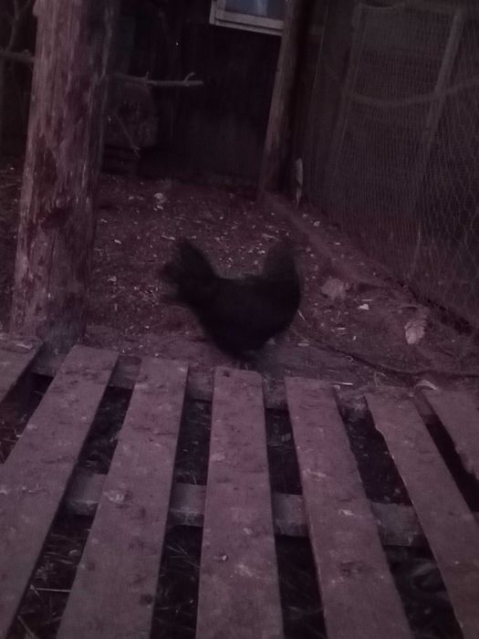 Sprzedam kury koguty Ayami Cemani ozdobne jaja lęgowe, czarne, białe