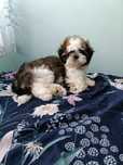 Shih Tzu Suczka Rodowód