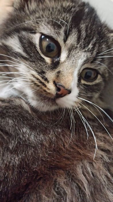 Віддам котика в добрі руки