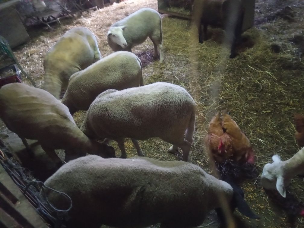 Ovelhas de raça pura