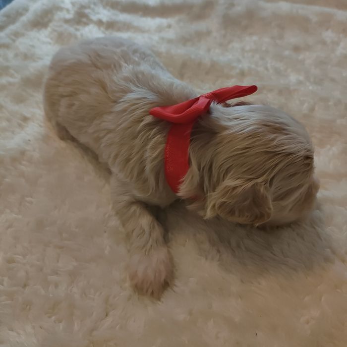 Śliczna suczka Maltipoo f1.