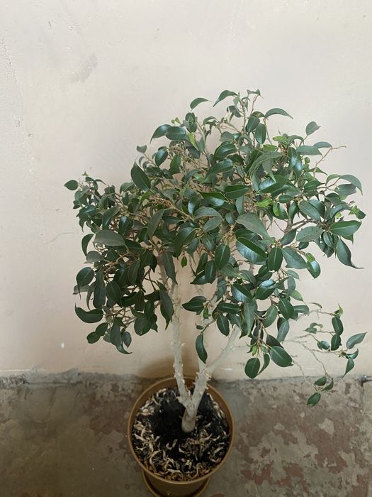 Фікус Бенджаміна Наташа бонсай