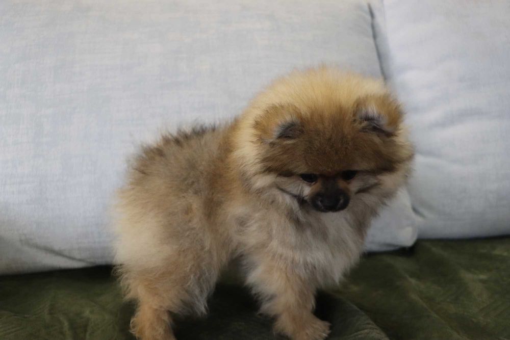 Lulu da pomerânia  com LOP, linhagem Russa, spitz alemão anão