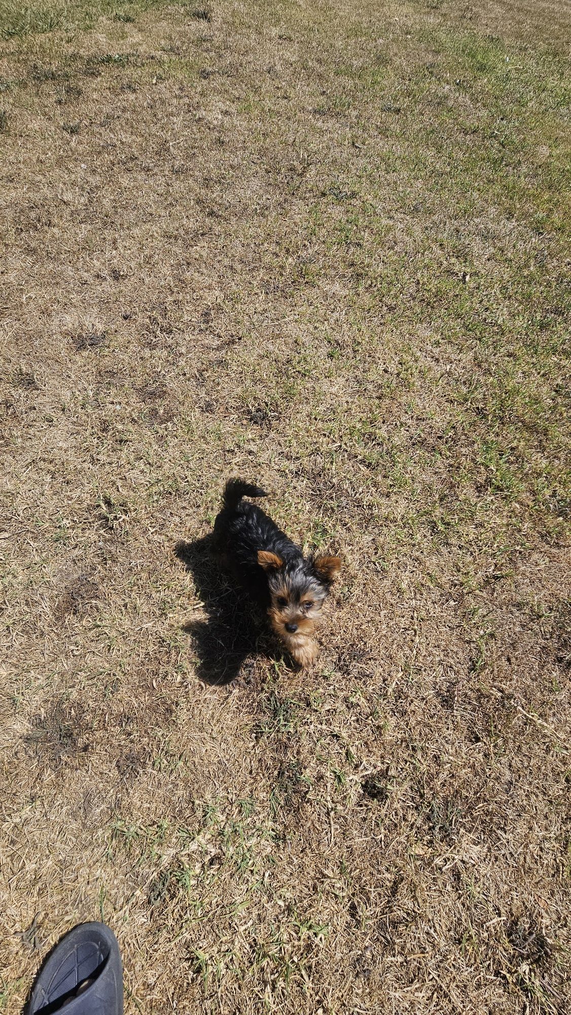 Yorkhire terrier macho