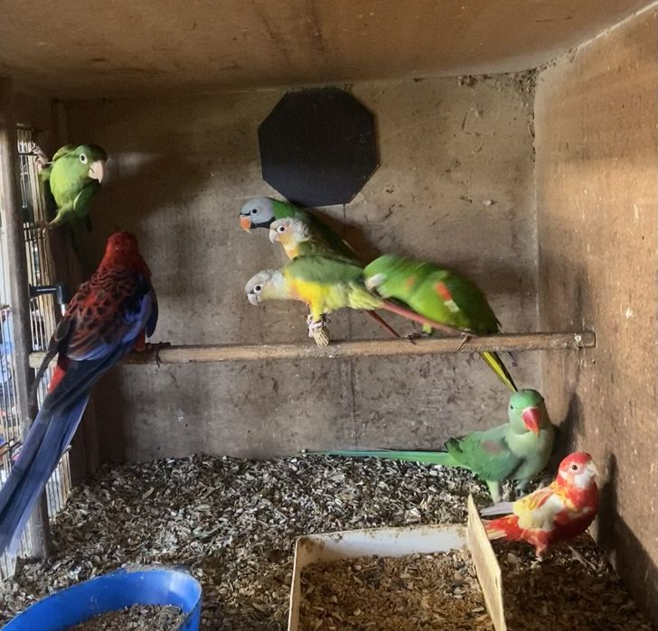 Varias aves descasadas. Para venda