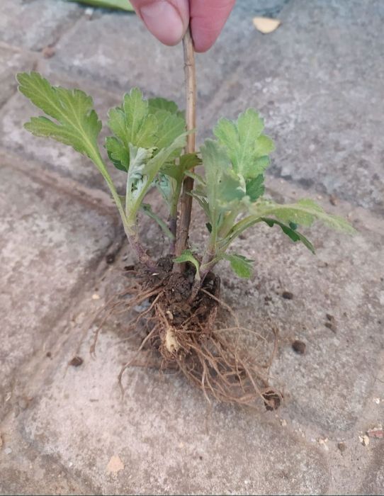 Продам саженцы хризантемы ромашки, символическая цена