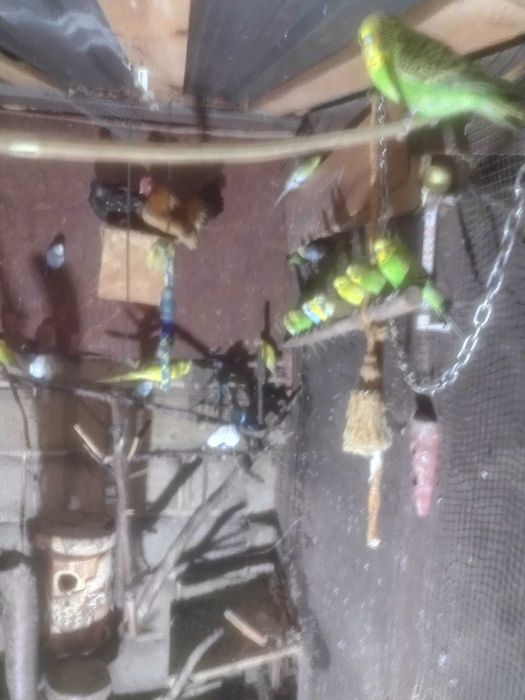 Papugi faliste różne kolory