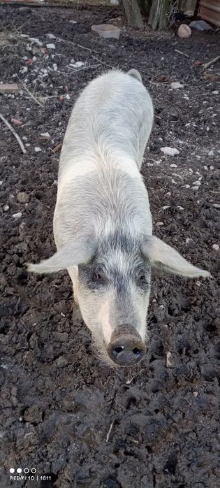 Porca cruzada de pietranXbizaro óptima para reprodutora