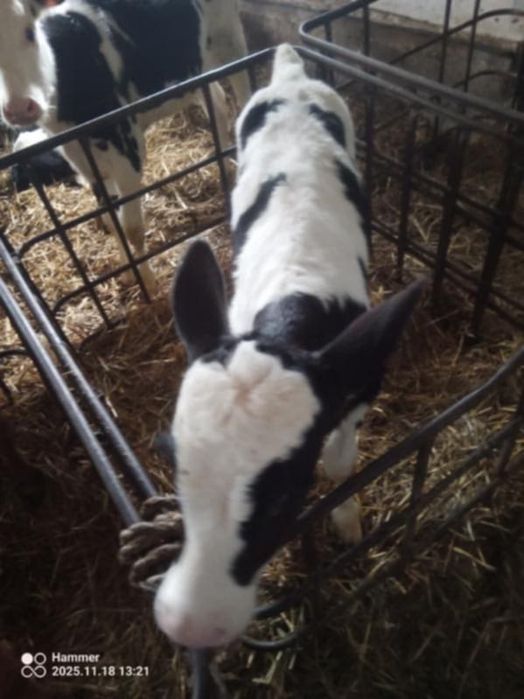 Byczek NCB ładnej budowy zdrowy