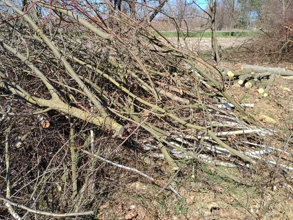 drewno opałowe za darmo może być na ognisko
