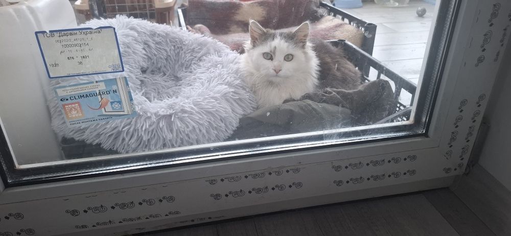 Віддам класнючого котика в добрі руки