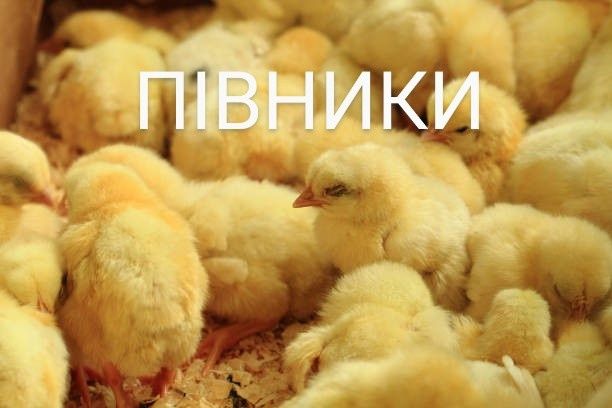 Добові курчата півники Ломан Браун + цыплята курчата несушки+Доставка