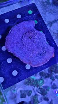 LPS Echinophyllia Chalice ultra Pink Akwarium Morskie
