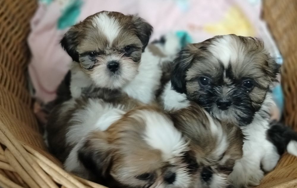 Sprzedam suczkę rasy shih tzu