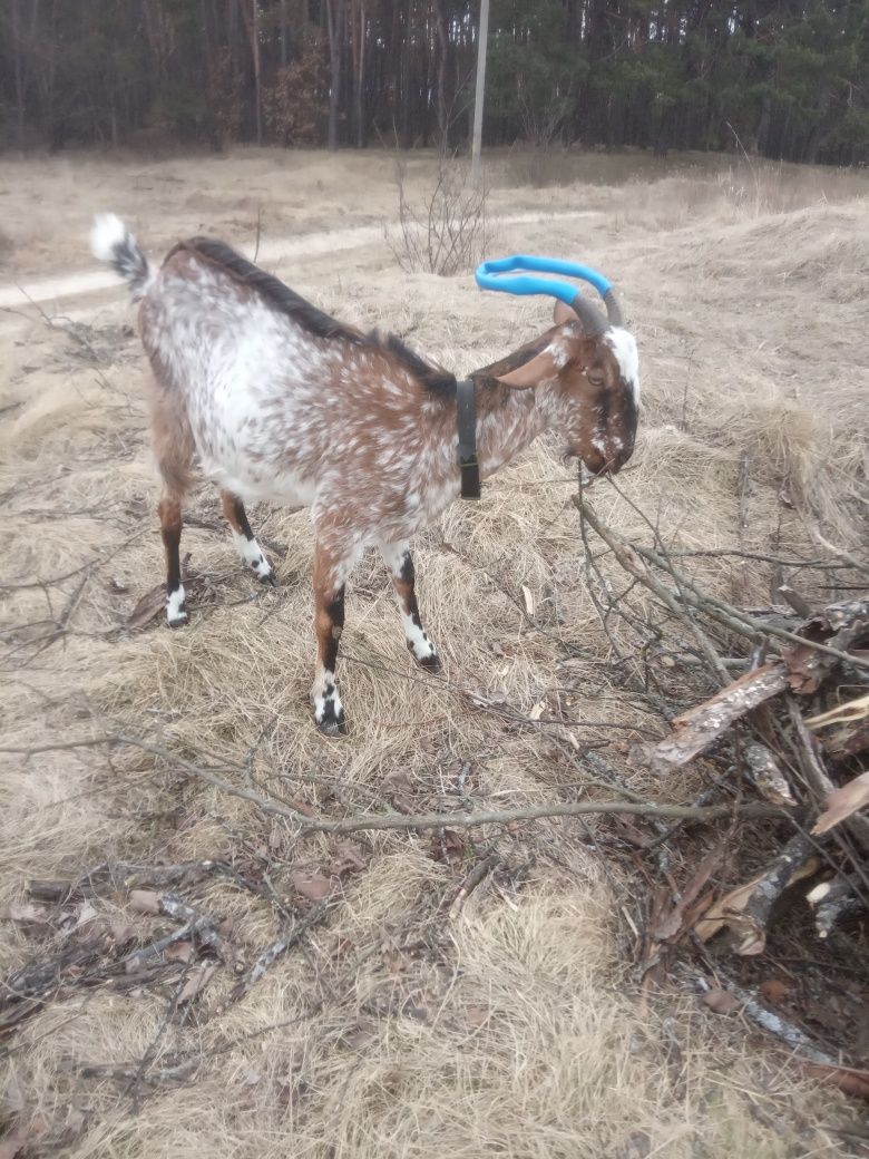 Продам, сім'ю  нубійскіх кіз .