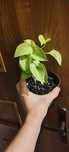 Epipremnum Gliwice Tychy