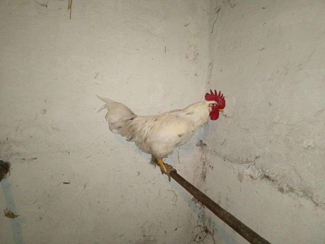 Koguty z jesieni