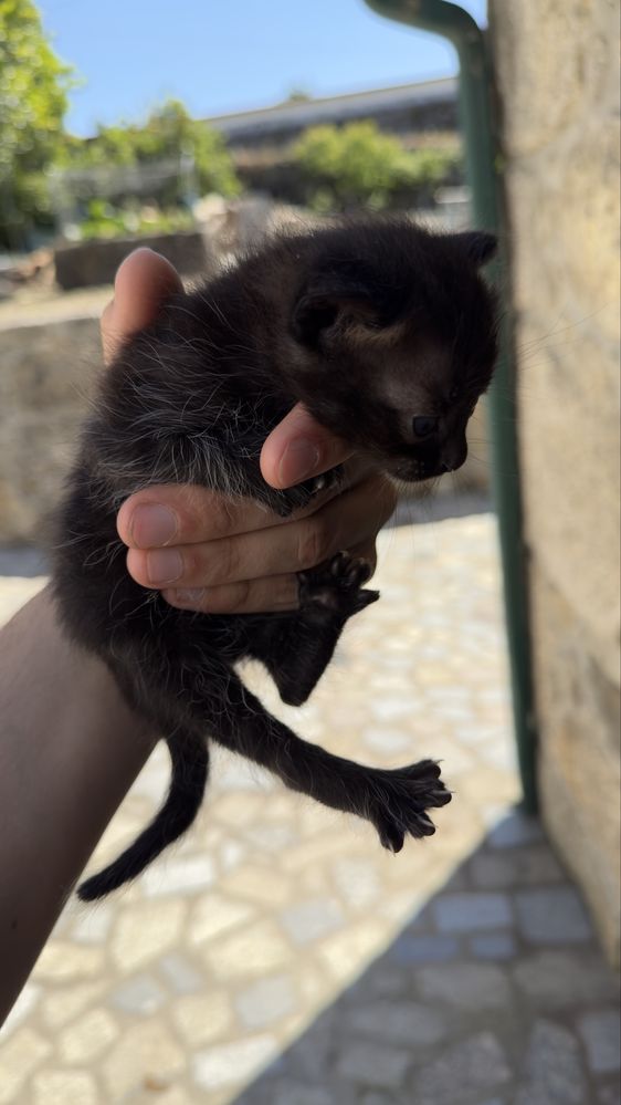 Gatos para adoção urgente!!