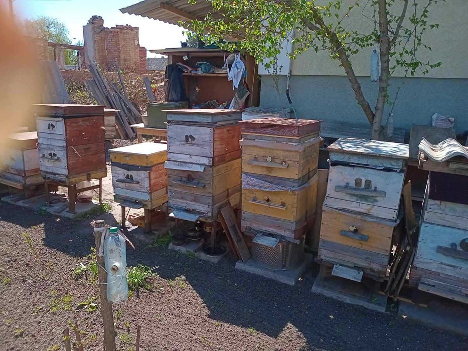 Продам пасіку з 5 сімей