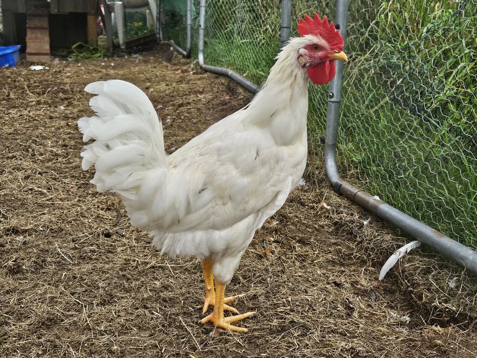Kogut 20 tyg leghorn