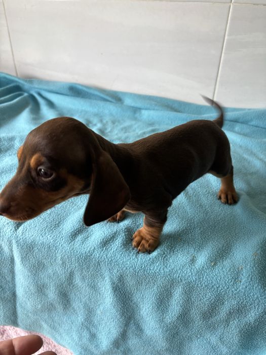 Teckel miniatura macho