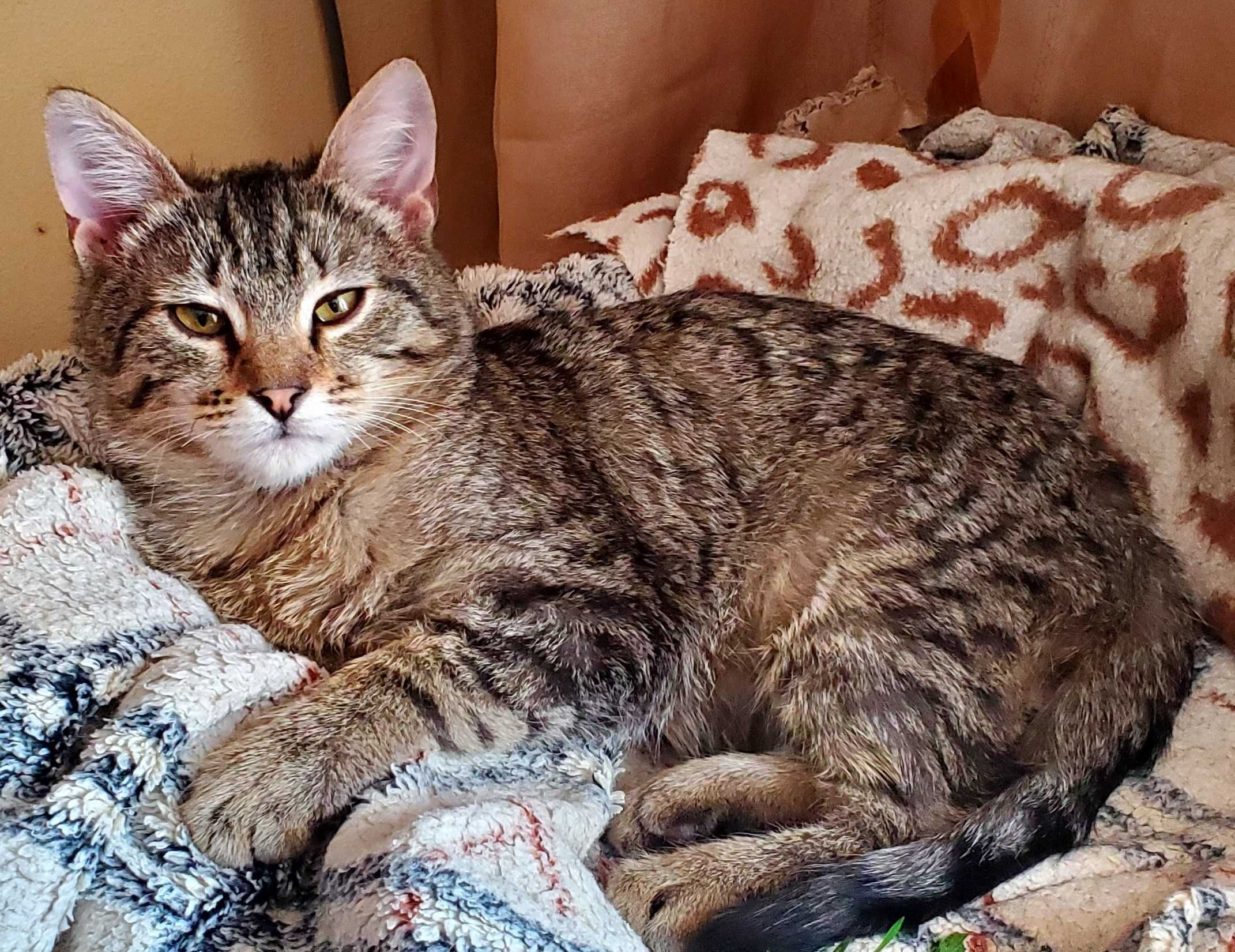 Котеночек Веня, 5 месяцев
