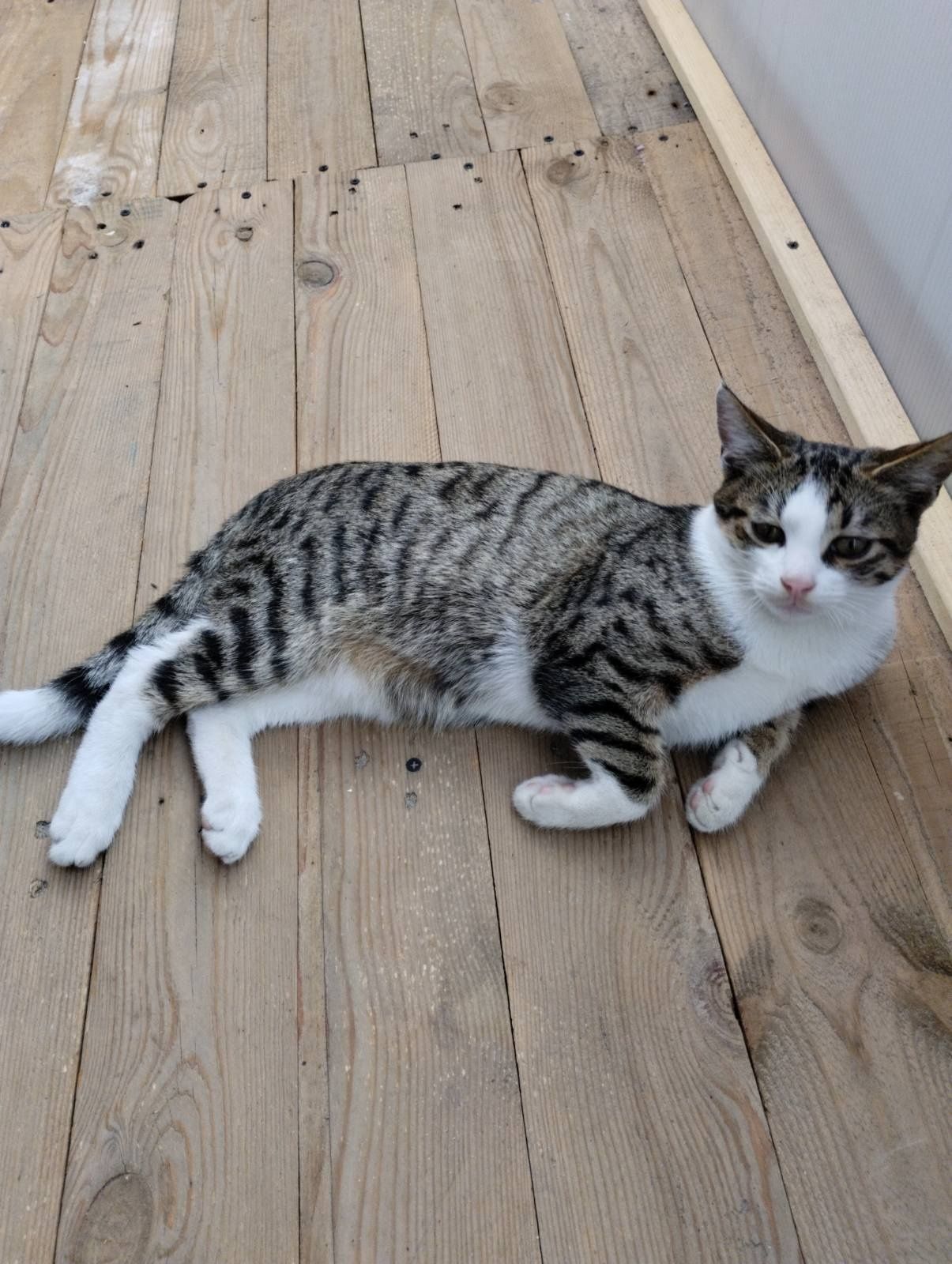 Котики 4 місяці дуже лагідні