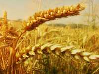 Насіння озимої пшениці Нордіка (Лімагрейн) 1 репродукція, безоста