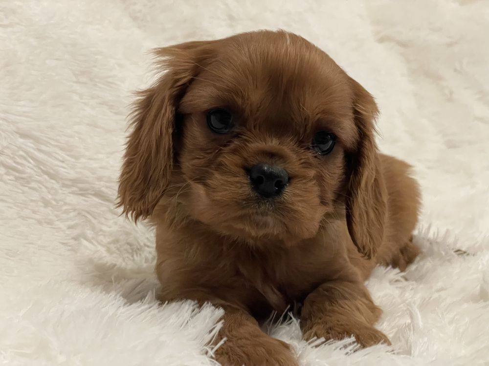 Cavalier King Charles Spaniel chłopiec