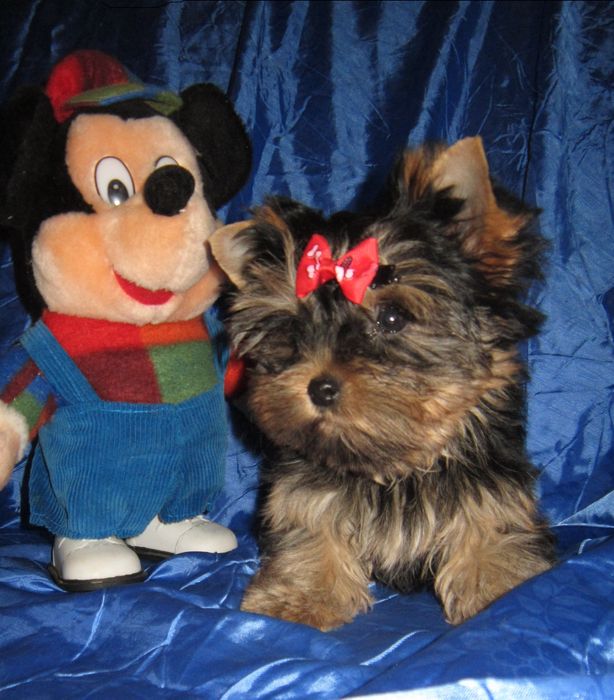 Достойная девочка йоркширского терьера .Док.КСУ , ветпаспорт.