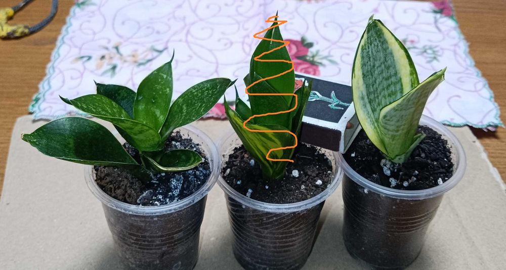 Сансевієрія  ханні  Гілд Ейдж  Голден ханні сансевьера