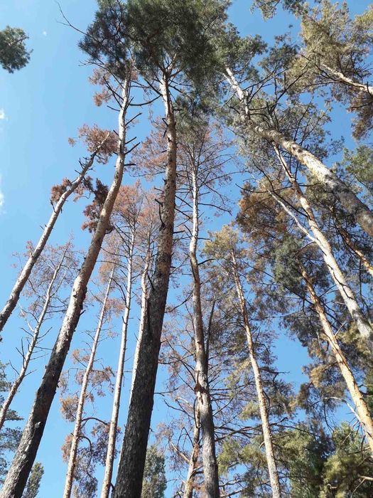 Видалення дерев Корчування пнів Благоустрій..Є послуги ЩЕПОРІЗА