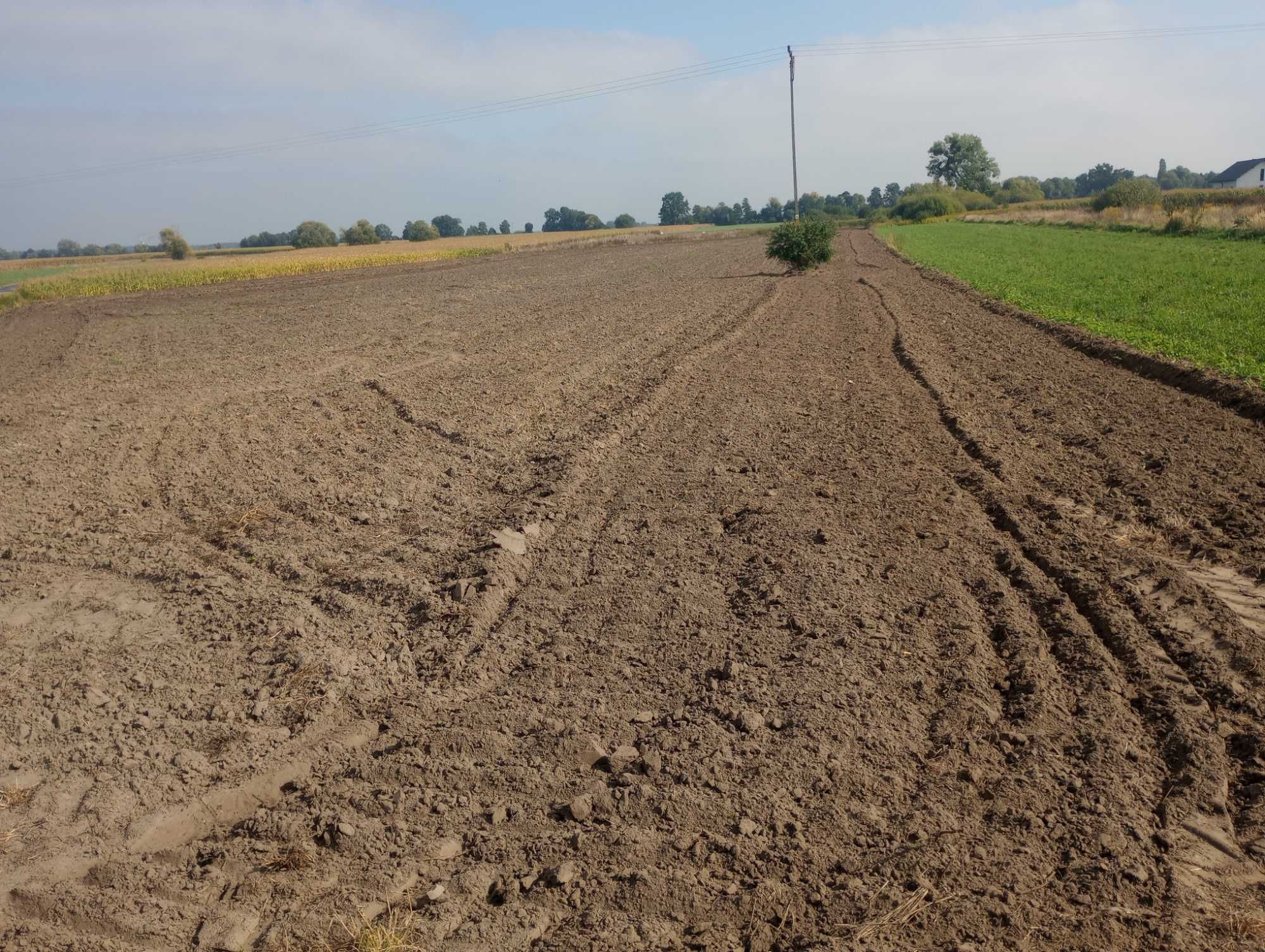 Działka budowlana Wszemirów Gmina Prusice Dolny Śląsk