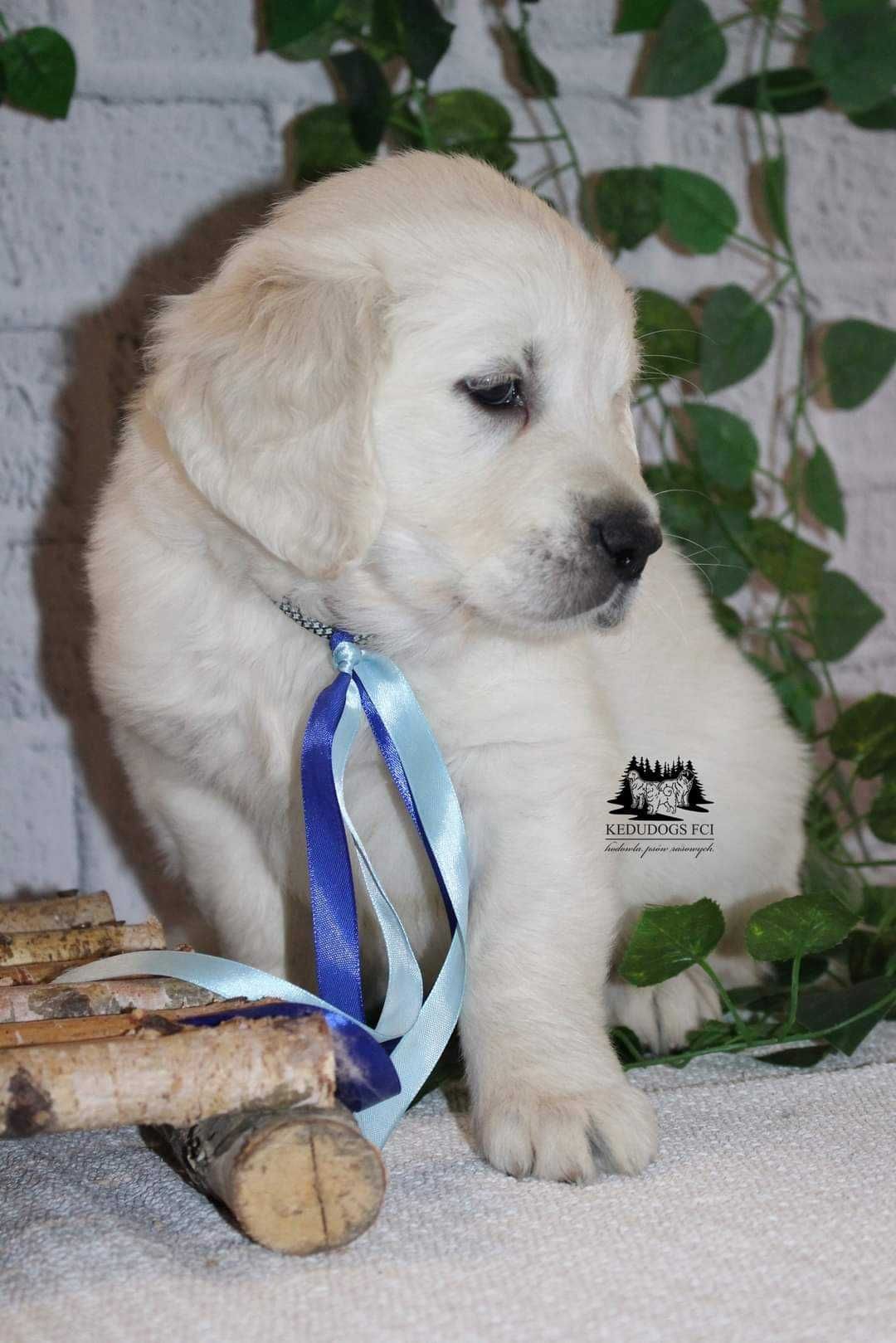 Golden retriever piesek-chłopiec ZKwP FCI