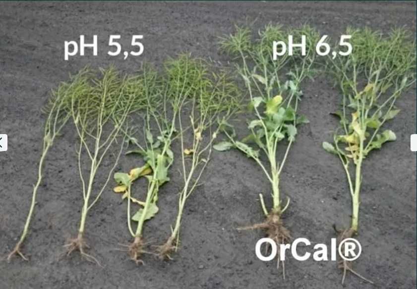 Oryginalny OrCal aktywny hydrat wapnia, wapno, nawóz, NAJLEPSZA CENA!!