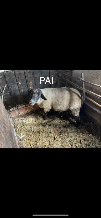 Vendo cordeiro de boa raça