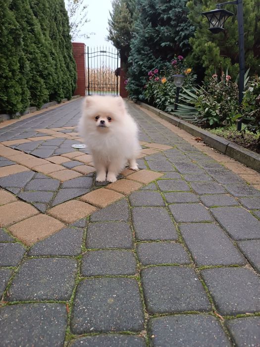 Szczeniak Szpic Pomeranian miniaturowych (chłopak)