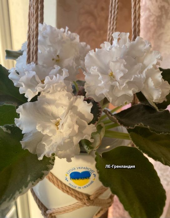 Фіалки листочками