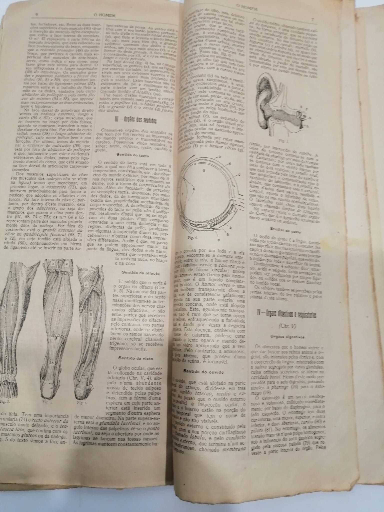 Anatomia do homem -Livro antigo articulado - final séc XIX