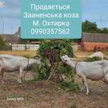 Коза (зааненьської породи)