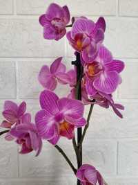Орхідеї сортові Duffusion