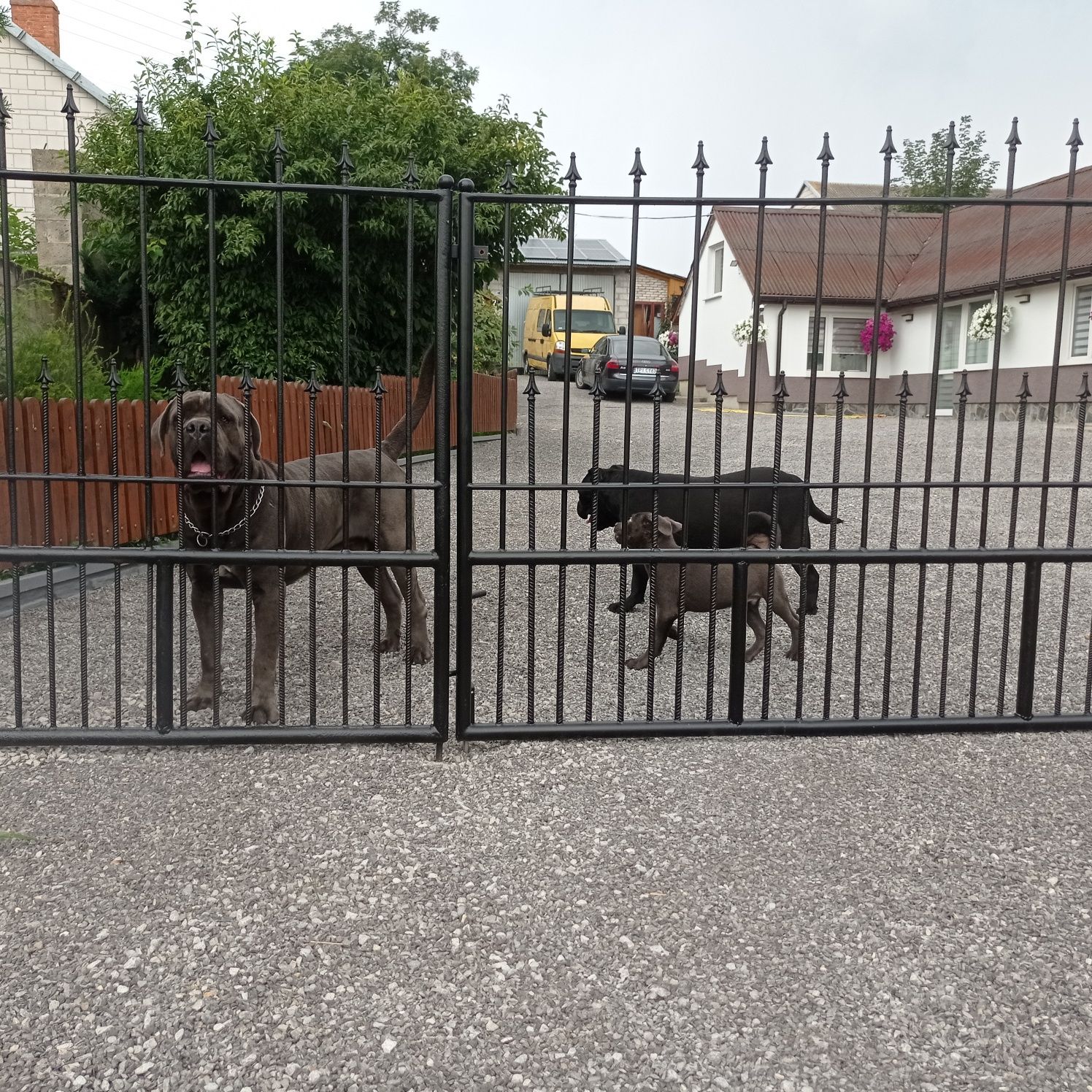 Cane corso -pies