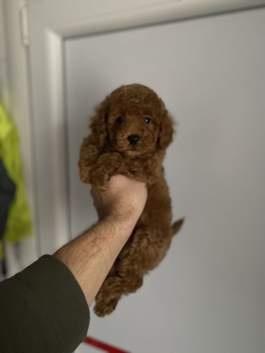 Найгарніші цуценятка кавапу