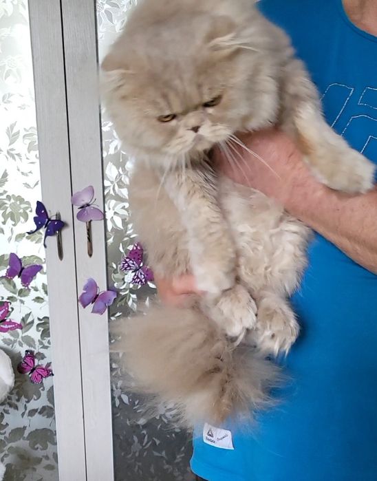 Котик в дрогоценном окрасе.