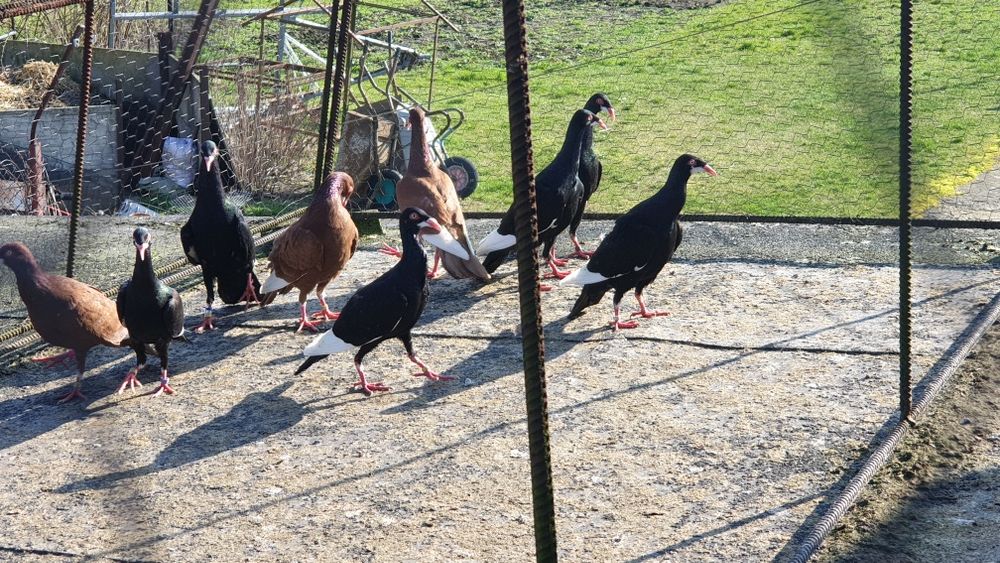 Sprzedam bródki podbródki  ndl