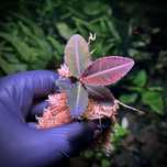 Labisia Emblemantha Ultra Pink Fluo Rarytas roślina terrarium