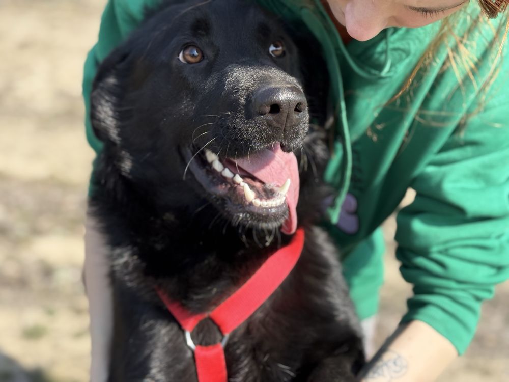 Loca w typie labradora szuka domu!
