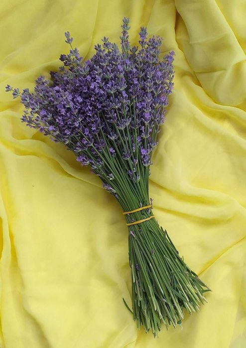 Лаванда 2025, квіти, букети, насіння,  саджанці