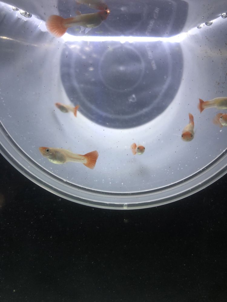 Guppys capuchinho