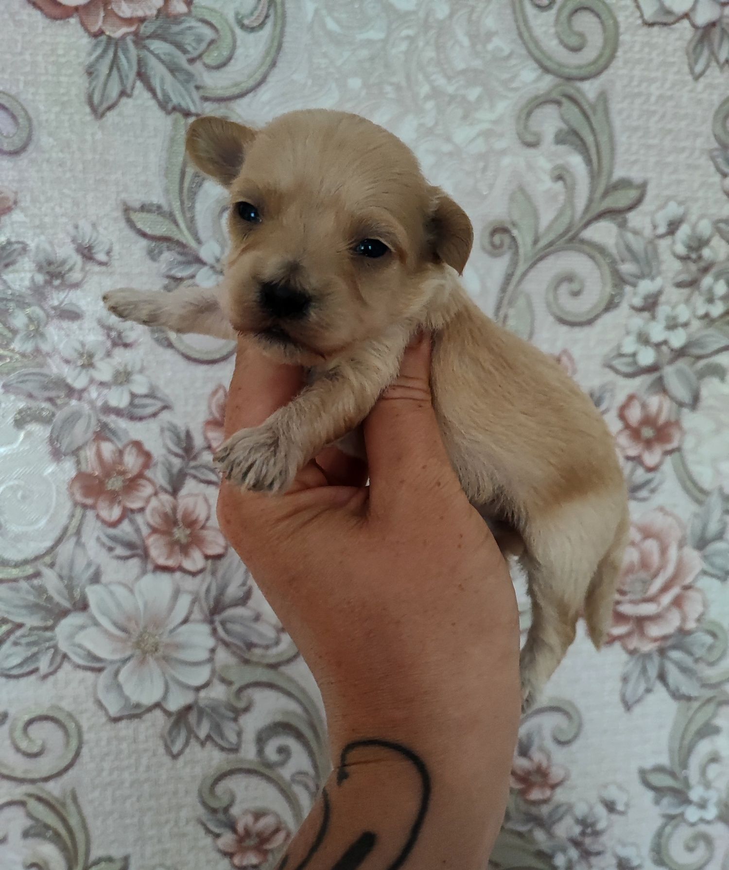 Maltipoo suczka  do rezerwacji